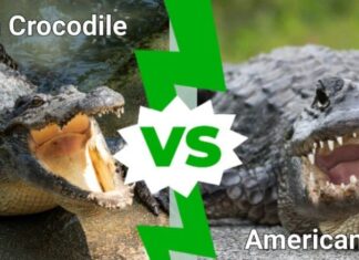 coccodrillo americano contro alligatore americano