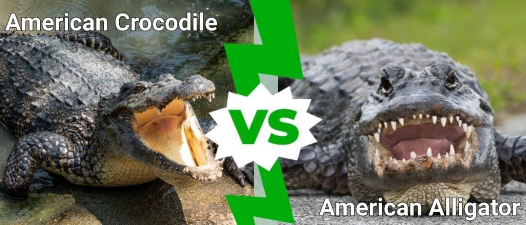coccodrillo americano contro alligatore americano