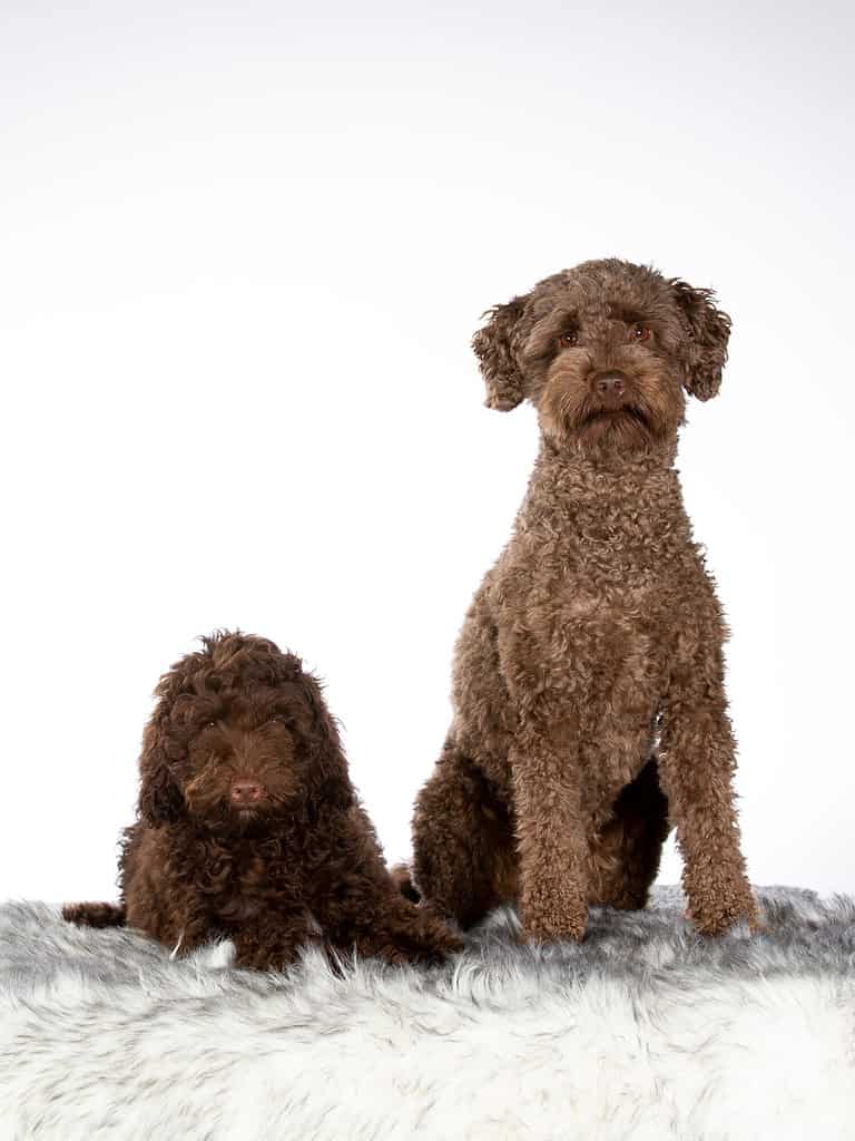 Due labradoodle australiani uno accanto all'altro. Immagine scattata in studio con sfondo bianco. Cucciolo e cane adulto.