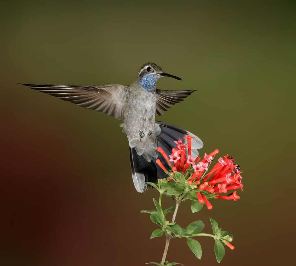colibrì dalla gola azzurra