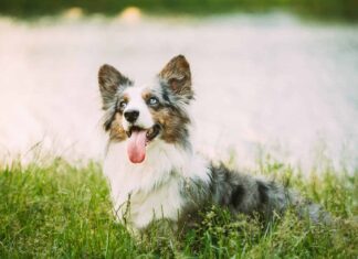 Divertente cane Welsh Corgi Blue Merle Cardigan che gioca nell'erba verde estiva al lago nel parco. Il Welsh Corgi è un piccolo tipo di cane da pastore originario del Galles. Estate. Sfondo estivo.