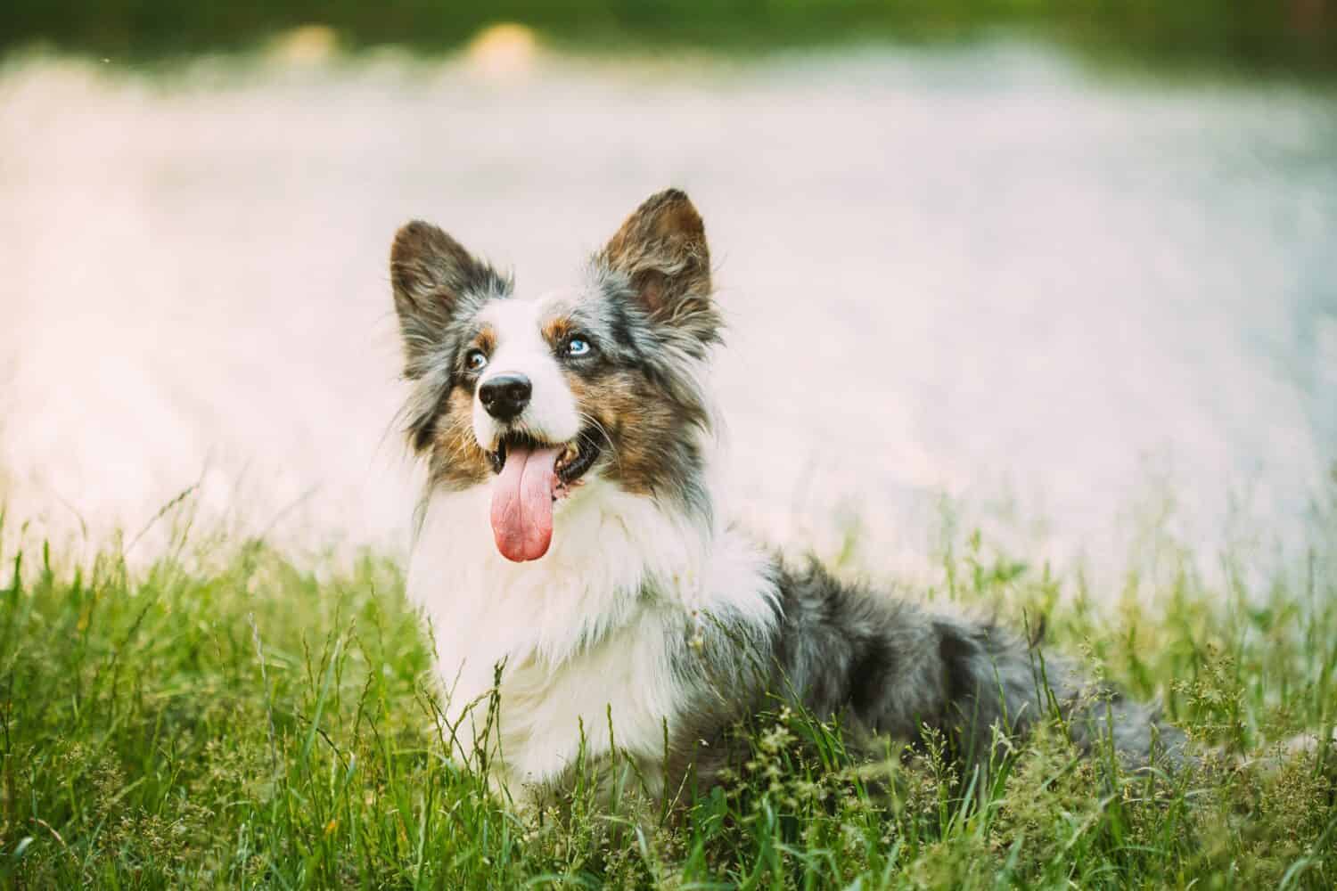 Divertente cane Welsh Corgi Blue Merle Cardigan che gioca nell'erba verde estiva al lago nel parco. Il Welsh Corgi è un piccolo tipo di cane da pastore originario del Galles. Estate. Sfondo estivo.