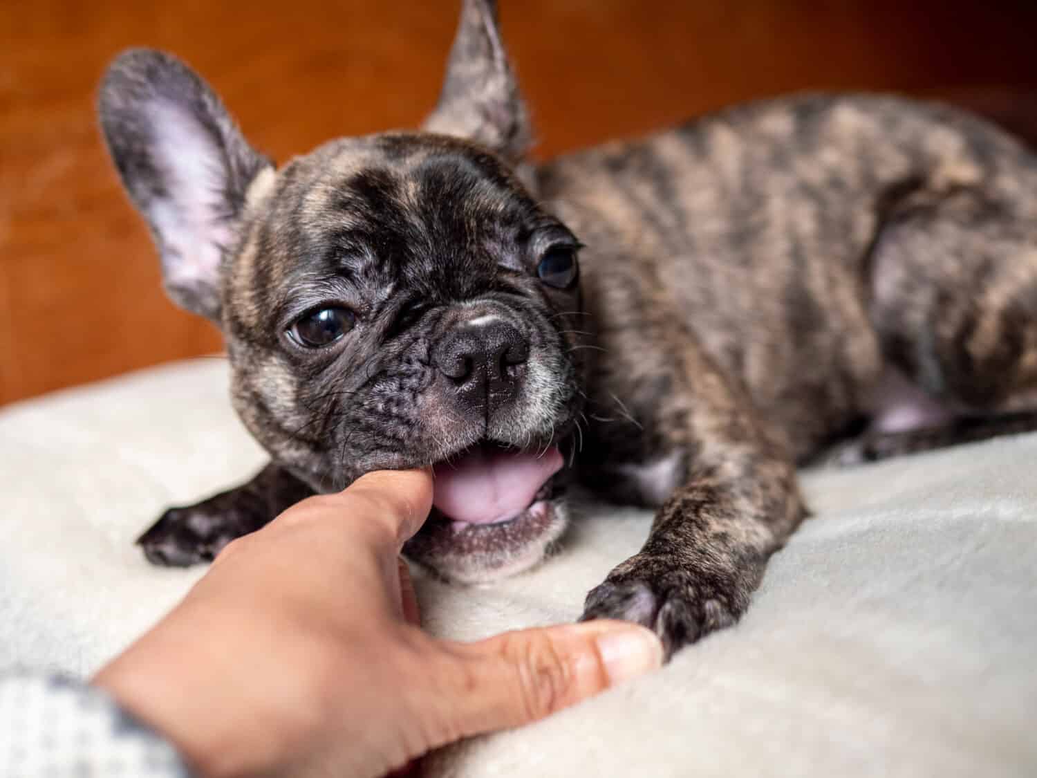 Cucciolo di bulldog francese che mastica un dito