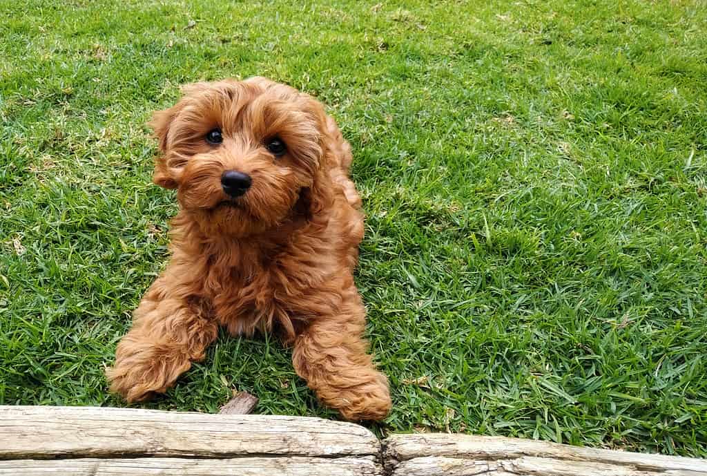 Un piccolo Goldendoodle che gioca all'aperto.