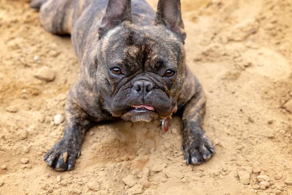 Bulldog francese tigre