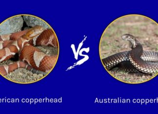 Copperhead australiano contro Copperhead americano: qual è il più letale?
