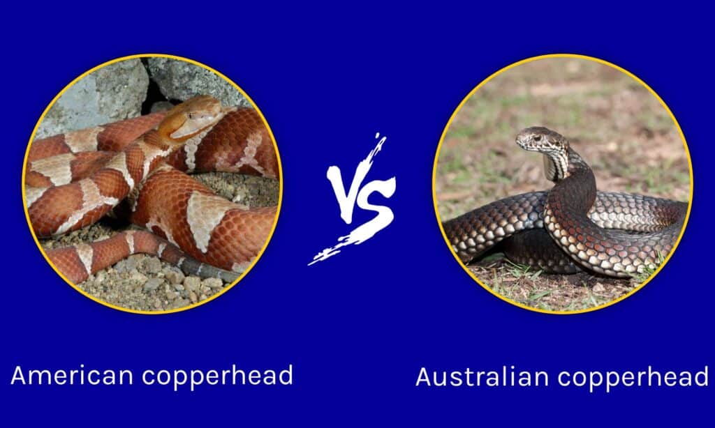 Copperhead australiano contro Copperhead americano: qual è il più letale?
