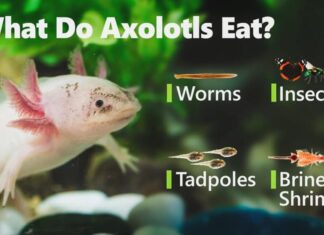 Cosa mangiano gli axolotl