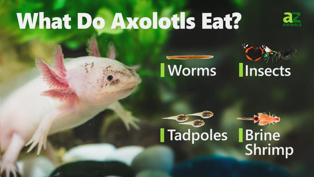 Cosa mangiano gli axolotl