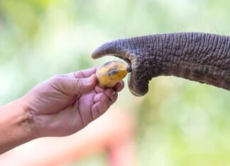 Cosa mangiano gli elefanti: la frutta