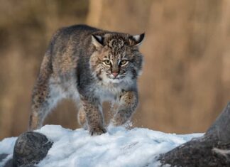 La lince rossa (Lynx rufus) solleva la neve dal tronco d'inverno - animale in cattività