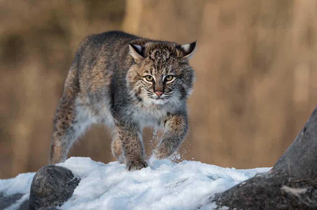 La lince rossa (Lynx rufus) solleva la neve dal tronco d'inverno - animale in cattività