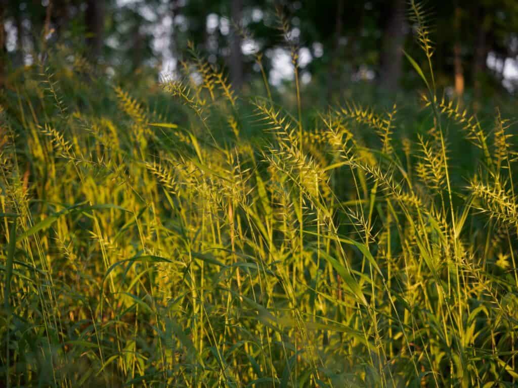 Un campo di Elymus hystrix, o Eastern Bottlebrush Grass, dorato e illuminato dal sole, fotografato in Minnesota con una profondità di campo ridotta.