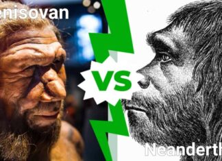 denisoviano contro neanderthal