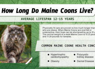 Durata della vita del Maine Coon