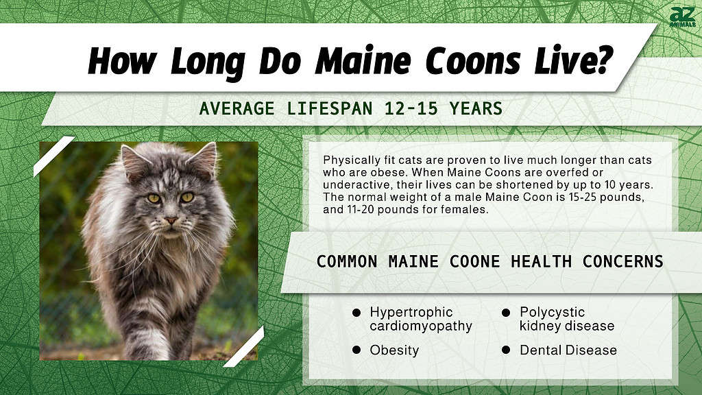 Durata della vita del Maine Coon