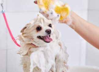 shampoo deshedding per cani