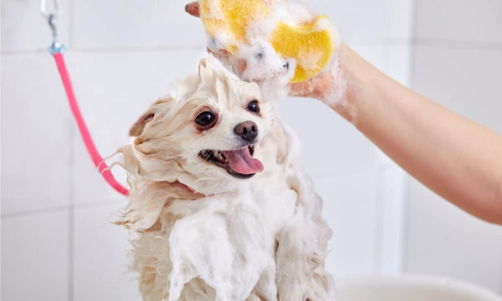 shampoo deshedding per cani