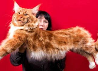 Il più grande gatto Maine Coon