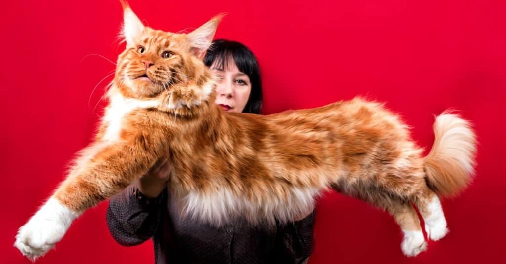 Il più grande gatto Maine Coon