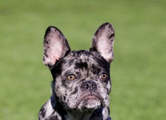 Cucciolo di bulldog francese Black Merle. Parco per cani senza guinzaglio nella California settentrionale.