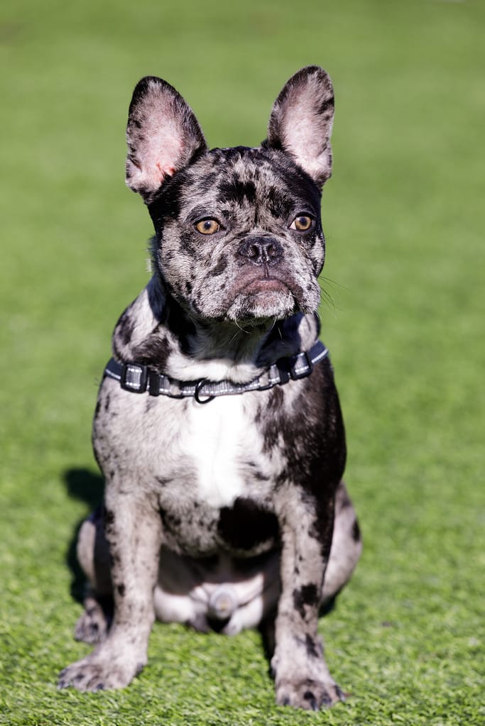 Cucciolo di bulldog francese Black Merle. Parco per cani senza guinzaglio nella California settentrionale.