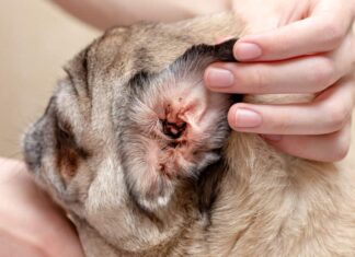 Un cane che soffre di acari dell'orecchio