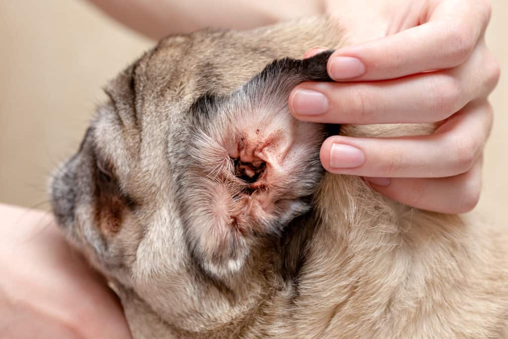 Un cane che soffre di acari dell'orecchio