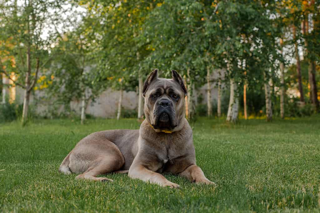 Ritratto di un cane corso italiano, color formentino. Sul prato verde. Cane forte e potente.