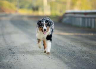 Un pastore australiano che corre in mezzo alla strada. 