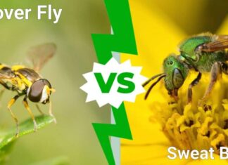 Hover Fly e Sweat Bee: quali sono le differenze?
