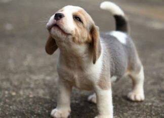 cani dalle orecchie grandi beagle