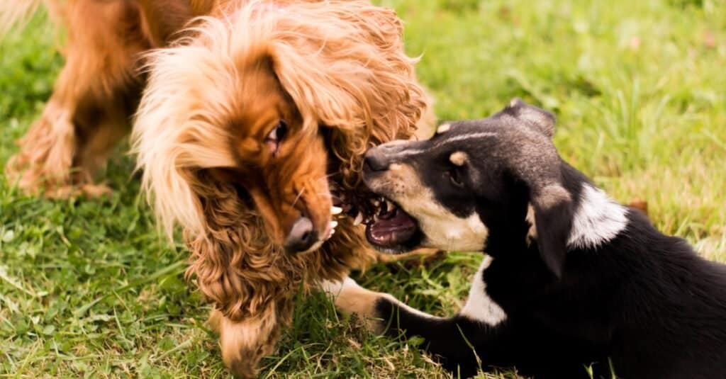 I 10 cani più cattivi
