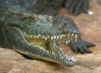 Coccodrillo d'acqua dolce con la bocca aperta che riposa su una roccia.