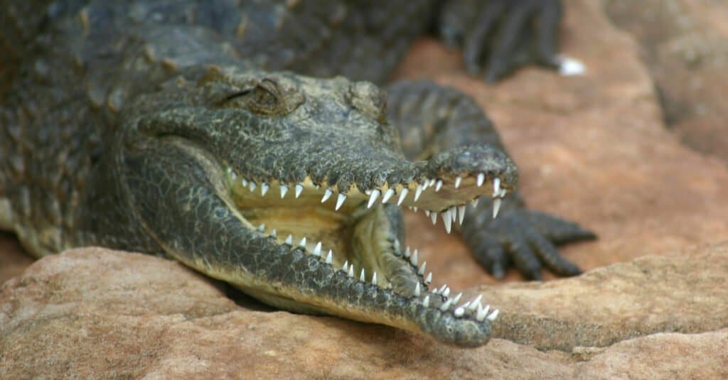 Coccodrillo d'acqua dolce con la bocca aperta che riposa su una roccia.