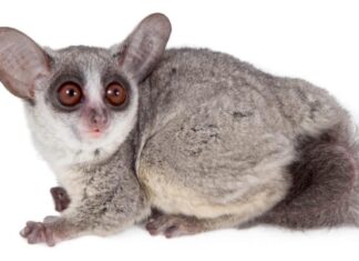 Il galagone del Senegal, Galago senegalensis, isolato su sfondo bianco