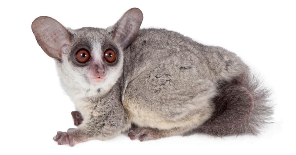 Il galagone del Senegal, Galago senegalensis, isolato su sfondo bianco