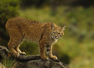 lince rossa