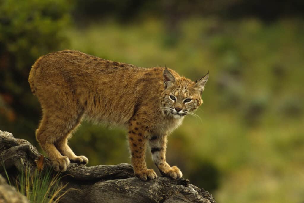 lince rossa