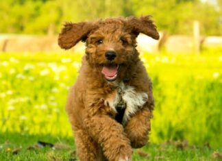 Cucciolo di Irish Doodle che corre nel parco