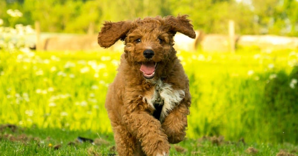 Cucciolo di Irish Doodle che corre nel parco