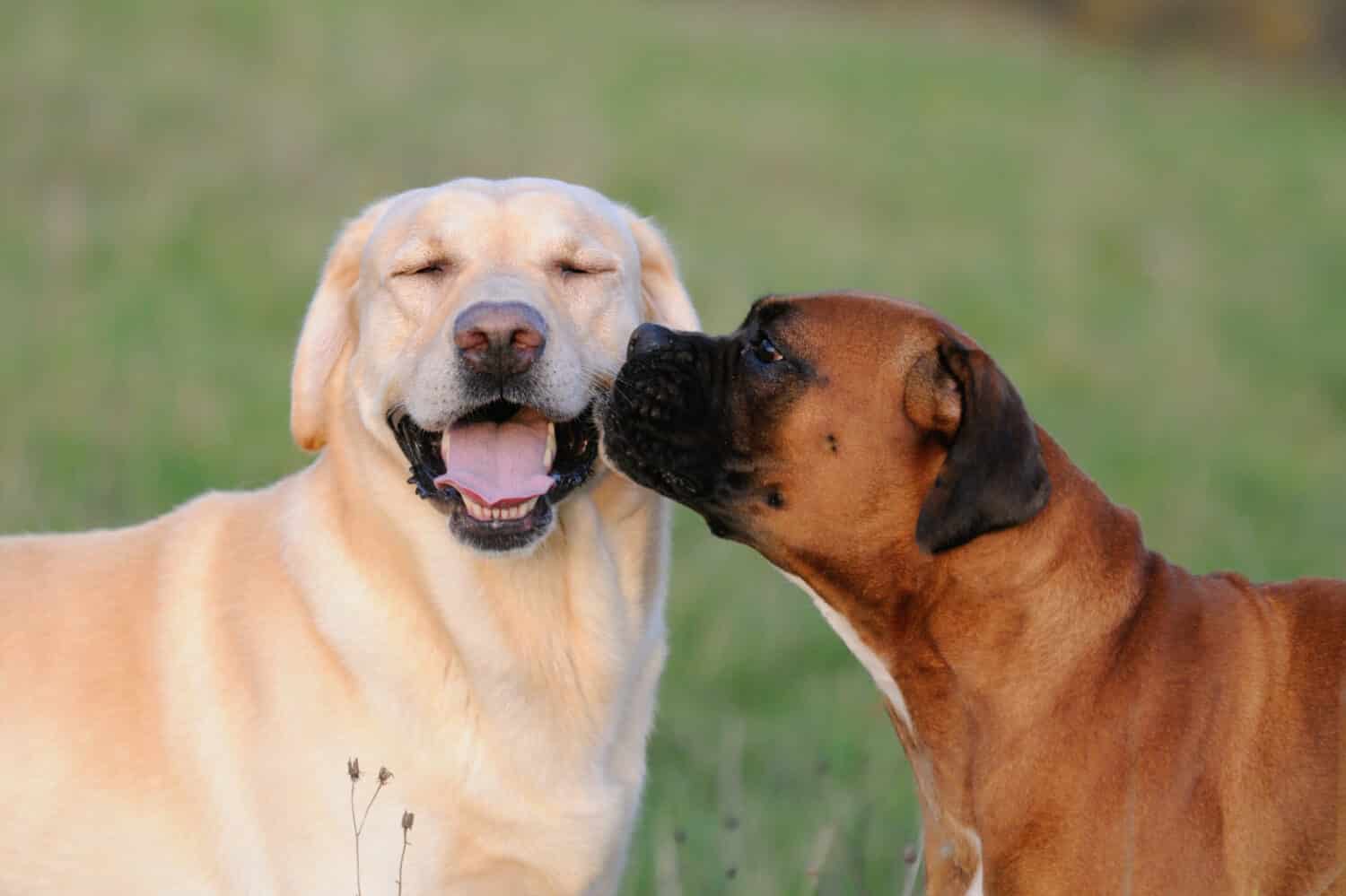 Boxer Dog e Labrador Dog innamorati