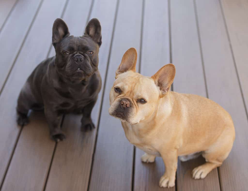 Frenchie rosso-marrone e blu Isabella che guardano in alto