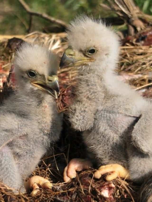 Baby Eagles 6 fatti sorprendenti e 6 foto di aquilotti! Immagine di copertina