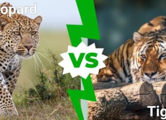 Leopardo contro tigre: a confronto i grandi felini in lizza!
