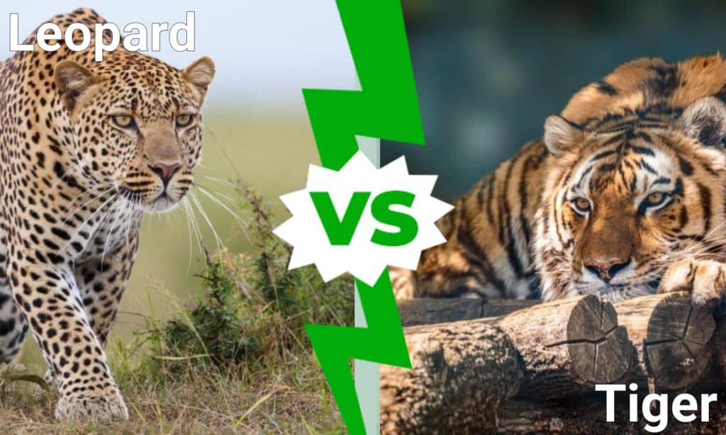 Leopardo contro tigre: a confronto i grandi felini in lizza!
