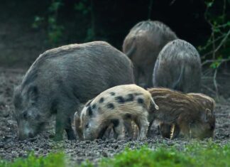 Mandria di maiali selvatici che rovistano nella foresta in cerca di cibo