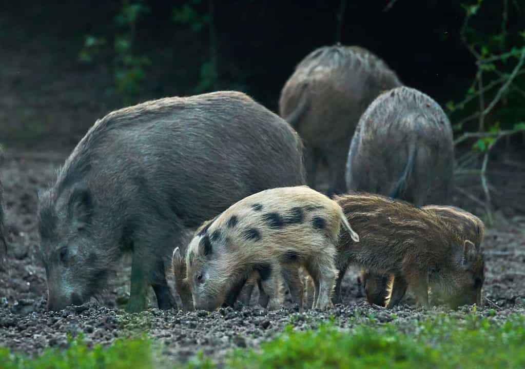Mandria di maiali selvatici che rovistano nella foresta in cerca di cibo