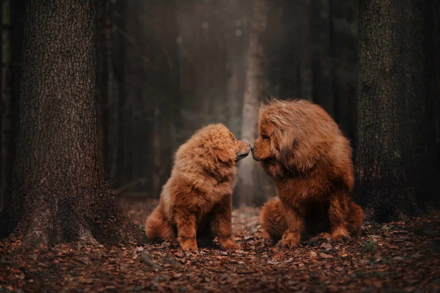 Due mastini tibetani seduti tra il fogliame nella foresta autunnale