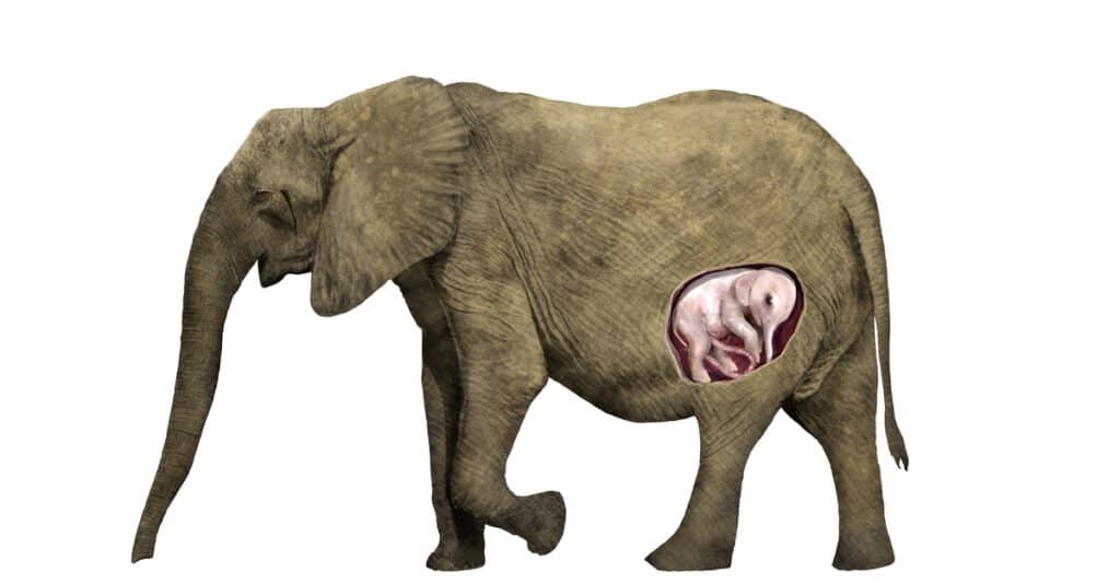 Gravidanza dell'elefante - gravidanza dell'elefante con neonato dentro